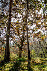 Naklejka premium grass in the forest