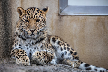 アムールヒョウ