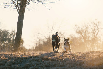 Two dogs in chase with Texas landscape in background