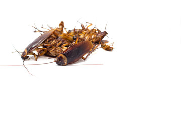 Cockroaches die from Bug Sprays isolate white background copy space