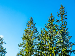 Fototapeta premium Green leaves tree in park