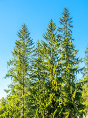Fototapeta premium Green leaves tree in park