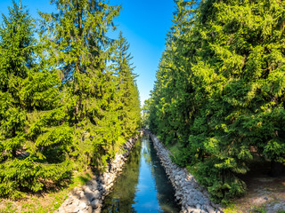 Naklejka premium Green leaves tree in park
