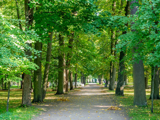 Green leaves tree in park