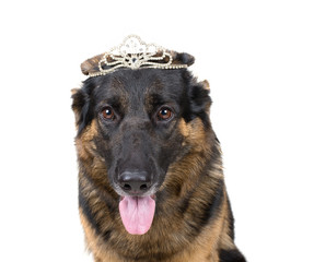 Funny German shepherd wearing a crown like a queen or a princess (isolated on white)
