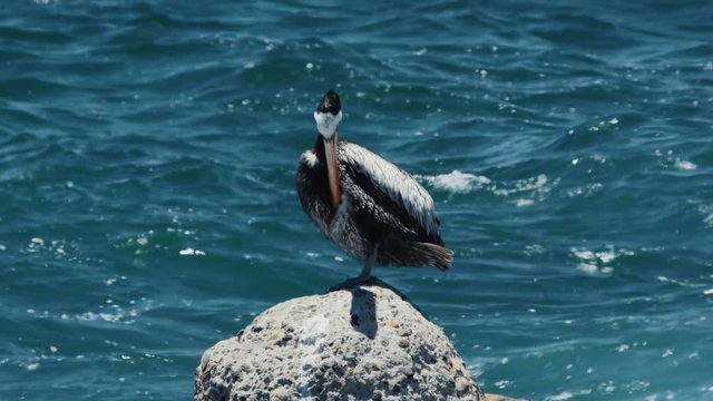 Chilean Pelican(s), Sitting On A Rock At Valparaiso Harbor