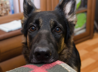 Cute thoughtful German shepherd waiting for a walk with its head on the sofa (selective focus on the dog eyes)