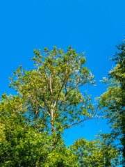 Green leaves tree in park
