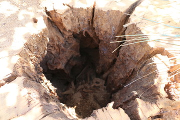 Inside the stump (dark inside)