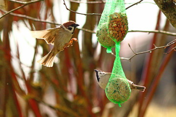 Feldsperling - Feldspatz (Passer montanus) 