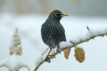 Star  (Sturnus vulgaris)