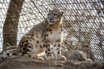 ユキヒョウ