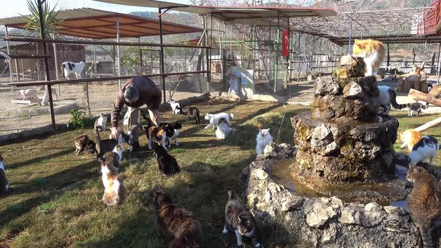 Ortaca, Turkey - 31st of January 2018: Visit to the Haydos animal shelter - 4K Man visitor strokes cats surrounded by many of them