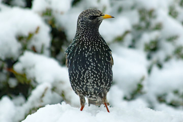 Star  (Sturnus vulgaris)