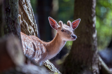 Damwild in Sachsen-Anhalt