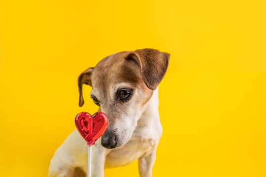 Cute Small Dog Is Curiously And Confusing Looking At Sweet Candy. Fight The Temptation Seduction. Diet Rules.