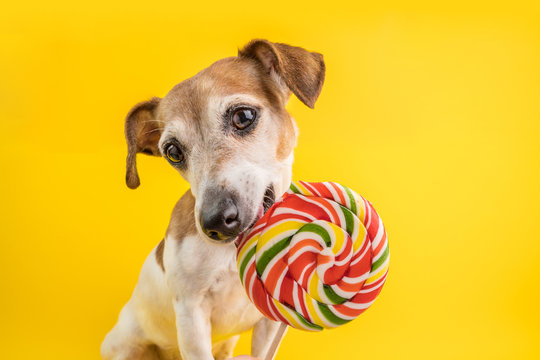 Adorable dog eating sweet candy Colorful spiral lollipop. Cute pet eyes. Yellow background. Healthy lifestyle concept photos