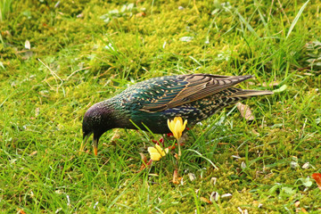 Star  (Sturnus vulgaris)