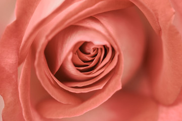 Fototapeta na wymiar Detailaufnahme einer Rose Farbe Living Coral