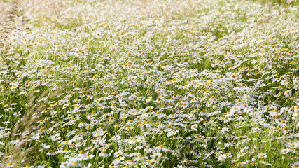 Meadow with blooming daisies. The texture of chamomile field.
