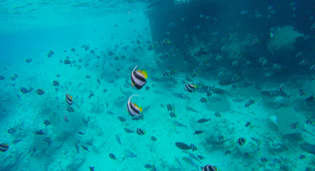 Schooling bannerfish, heniochus diphreutes at the fish factory in the Maldives at feeding time. Underwater photo form freediving with exotic fishes. False moorish idol. 