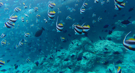 Fototapeta na wymiar Schooling bannerfish, heniochus diphreutes at the fish factory in the Maldives at feeding time. Underwater photo form freediving with exotic fishes. False moorish idol. 