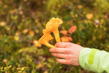 Hand holding two big chanterelle mushrooms in forest. Newly picked during the seasonal harvesting...