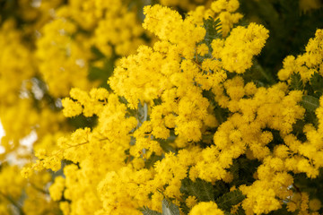 Mimosa flowers of Sakuma Dam in Kyonan town Awa district, Chiba Prefecture, Chiba Prefecture, Japan
