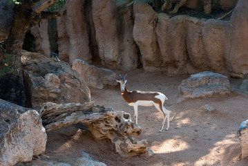 Beautiful springbok antelope