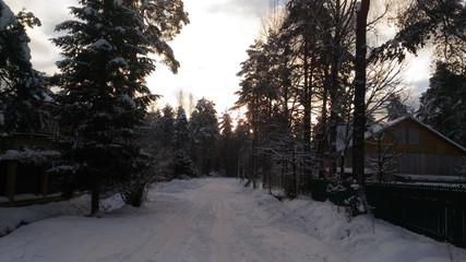 road in winter forest