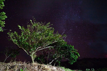 Trees against the night sky in the Philippines