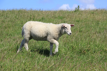 Naklejka na ściany i meble A lamb runs on a dyke on the Island of Sylt