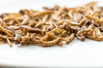 Fried cricket larvae