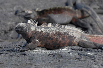Galapagos Marine iguana (Amblyrhynchus cristatus), Puerto Egas, Santiago, Galapagos Islands, Ecuador