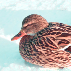 Duck closeup in riga oldtown