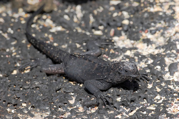 Galapagos Marine iguana (Amblyrhynchus cristatus), Puerto Egas, Santiago, Galapagos Islands, Ecuador