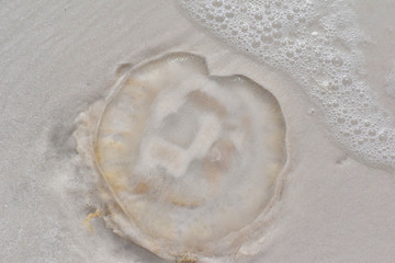 Fototapeta na wymiar jelly fish washed ashore on a Florida beach