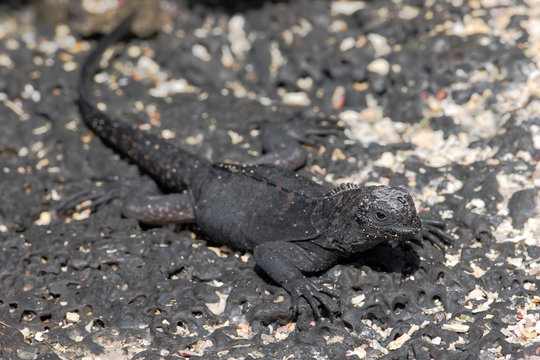 Galapagos Marine iguana (Amblyrhynchus cristatus), Puerto Egas, Santiago, Galapagos Islands, Ecuador