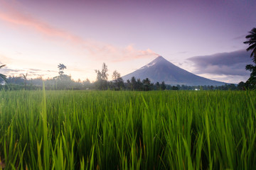 The Mayon Volcano - active volcano rising 2,462 metres, known as the most perfectly cone-shaped...