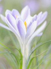 Detailaufnahme Krokusse mit schönem Bokeh