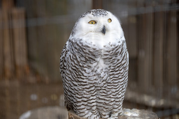 シロフクロウ, 梟, 猛禽