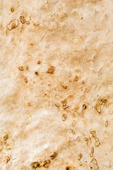 closeup of big platan tree bark