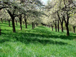 Blooming cherry trees in the garden are planted in a row of green grass