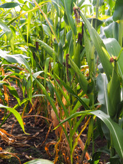 Corn on the stalk in the field.