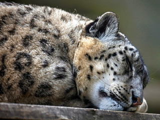 Sleeping snow leopard. Latin name - Uncia uncia	