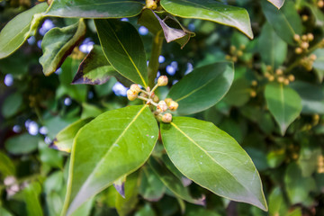 Jasmine buds at the start of spring