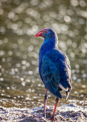 Purple Moorhen