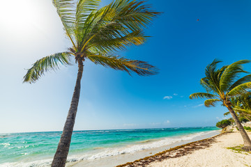 Coconut palm trees in Raisins Clairs in Guadeloupe