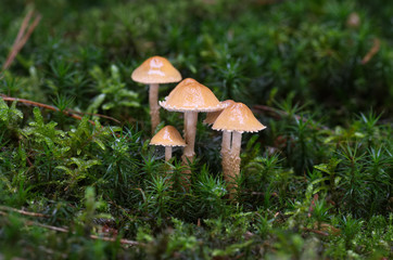 Small orange-ochre mushroom Cystoderma amianthinum in the moss spruce forest. Commonly called the saffron parasol, the saffron powder-cap, or the earthy powder-cap. Wild inedible fungus.