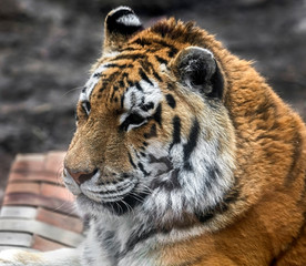 Siberian tiger's head. Latin name - Panthera tigris altaica	